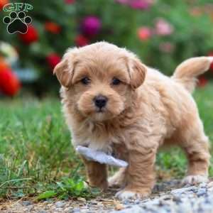 Tommy, Maltipoo Puppy